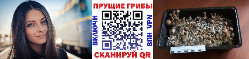 Псилоцибиновые грибы прущие грибы  Купить закладки  Малмыж 
